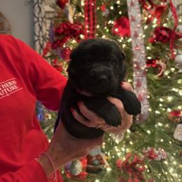 BRIGHT - Black female German Shepherd puppy in Coats, North Carolina from T'S SHEPHERDS