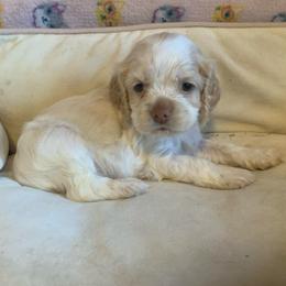 Boy 2 - Buff and white male Cocker Spaniel puppy in Gadsden, Alabama from Rich Cat’s