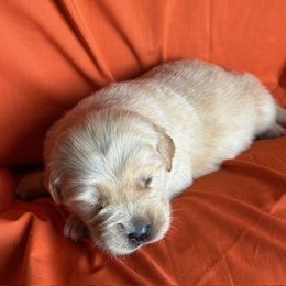 Golden Retriever Puppies from Chevaline Goldens