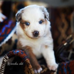 Honey Bun - Blue merle female Australian Shepherd puppy in Paola, Kansas from Tiz Ranch