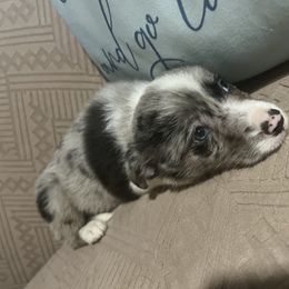 Zinc - yellow collar - Blue merle female Border Collie puppy in Crawfordsville, Indiana from Rescued Dreams Border Collies