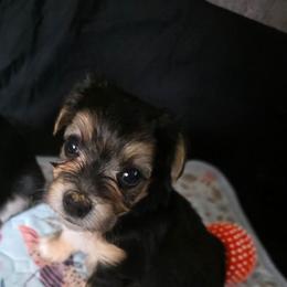 Oreo - White and buff female Bichon Frise puppy in Jacksonville, Florida from Joanelly Marshall