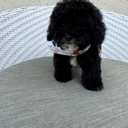 Cookie - Black male Goldendoodle puppy in Davie, Florida from Daviegoldendoodles