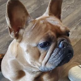 French Bulldogs from Miriam's Frenchies