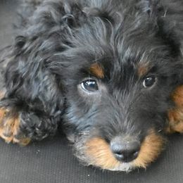 Aussiedoodles from Mountain Doodle Pups