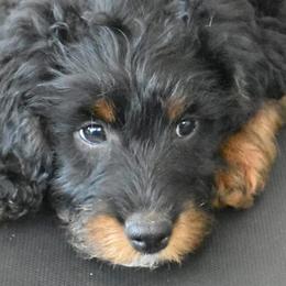 Aussiedoodles from Mountain Doodle Pups
