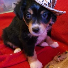 Miniature Australian Shepherd and Toy Australian Shepherd Puppies from Heritage Homestead