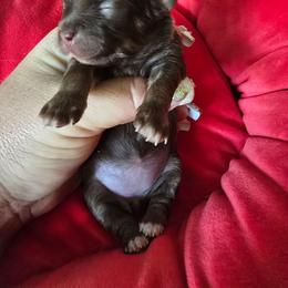 Speedy - Chocolate female Chihuahua puppy in Amity, Pennsylvania from Baxters Chihuahuas