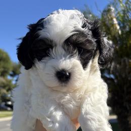 Maltipoo Puppies from Sunshine’s Maltipoo’s