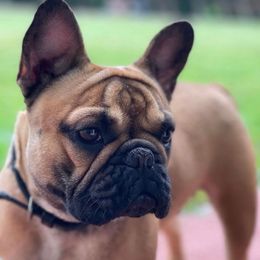 French Bulldogs from Dade Fire Frenchies
