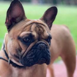 French Bulldogs from Dade Fire Frenchies