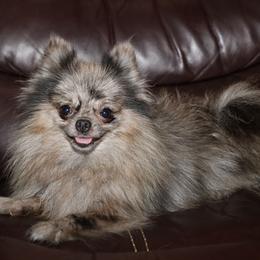 Luna - Pomeranian