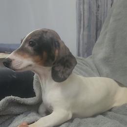 Gray - Blue and tan male Dachshund puppy in Ridge, New York from Tracy's Puppy Club