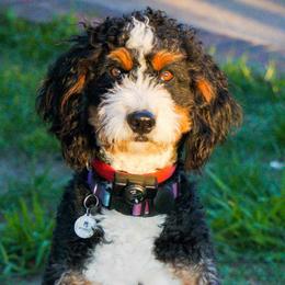 Jolene - Bernedoodle