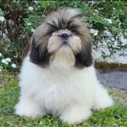 Boy 3( Blitzen) - Gold and white male Shih Tzu puppy in North Carolina from WillowCreek Mountain View Shih Tzu