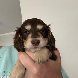 Brooklyn - Chocolate and cream female Dachshund puppy in Kissimmee, Florida from Dazzling Frenchies and Doxies