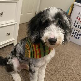 Grey - Goldendoodle
