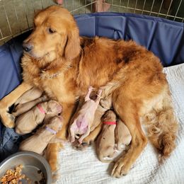Golden Retrievers and Pugs from Paradise Peaks