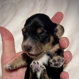 TBD 1st born - Black and cream female Dachshund puppy in El Dorado, Arkansas from LovelylilDoxies
