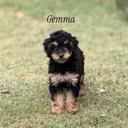 Gemma - Phantom female Poodle puppy in Waco, Texas from Poodle Paradise