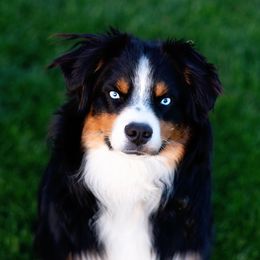 Koa - Miniature Australian Shepherd