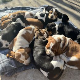 Basset Hound Puppies from Autumn Oak Basset Hounds