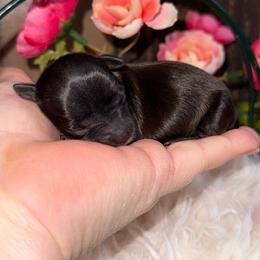 Girl 2 - Black and gold female Yorkshire Terrier puppy in Howe, Oklahoma from Ray Holder