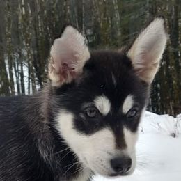 Siberian Huskies from Heather's Pups