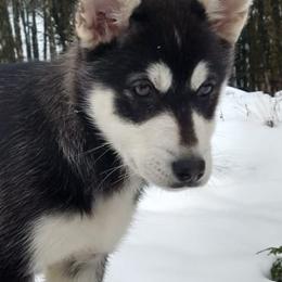 Siberian Huskies from Heather's Pups