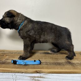 German Shepherd Puppies from Carbon Bold K9 Services
