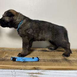 German Shepherd Puppies from Carbon Bold K9 Services