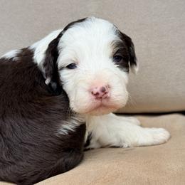 Aussiedoodle and Sarplaninac Puppies from Pesky Redneck Mini Ranch