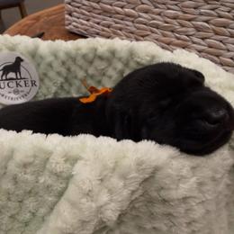 Orange Collar Black Male - Black male Labrador Retriever puppy in Gainesville, Georgia from Rucker Retrievers