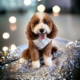 Finn - Goldendoodle