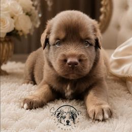 Ferrero - Red tri-color male Australian Shepherd puppy in Fultonville, New York from Sandy Aussies & Pomeranians