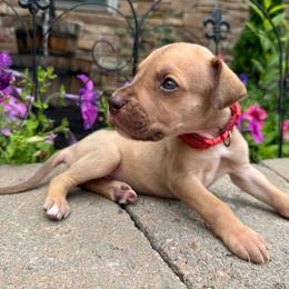 Red collar - Fawn female Great Dane puppy in Corsica, Pennsylvania from Ferguson Family Danes LLC