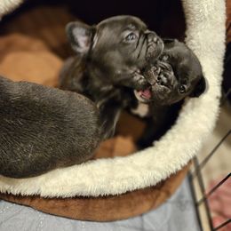 French Bulldog Puppies from A&D Frenchies