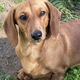 Dachshund puppies from DeLorenzo Dachshunds