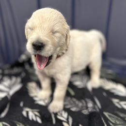 Golden Retriever Puppies from Oakland County Goldens