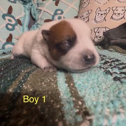 Reaper - Red speckled male Australian Cattle Dog puppy in Christmas, Florida from OverTime Cattle Dogs