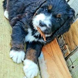 Bernedoodle Puppies from Flat Creek Bernedoodles