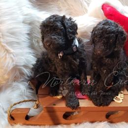 Poodle Puppies from Northern Creek