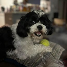 Koji - Shihpoo