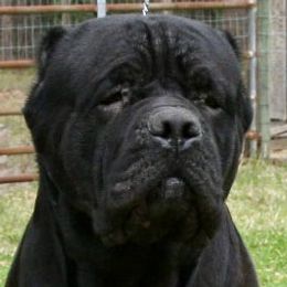 Joker - Cane Corso