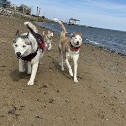 Siberian Husky Puppies from Young Orchard Siberians