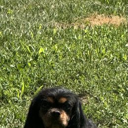 Cavalier King Charles Spaniel All Grown Up from Herrons King Cavaliers
