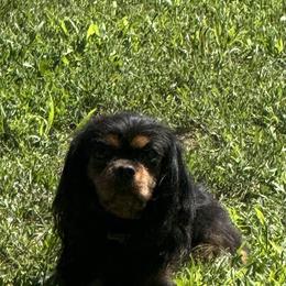 Cavalier King Charles Spaniel All Grown Up from Herrons King Cavaliers