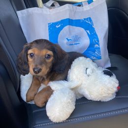 Dachshund Puppies from Ruby Desert Doxies