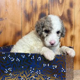 Hara - Blue merle and white female Sheepadoodle puppy in Chesapeake, Virginia from Doodle-Cove