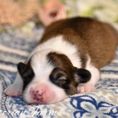 Spruce - Sable male Pembroke Welsh Corgi puppy in East Canton, Ohio from Victorian Farms